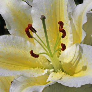 Lilies Oriental Golden Romance