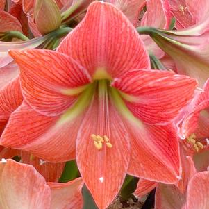 Hippeastrum Holland Terra Cotta Star