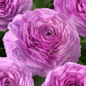 Ranunculus Romance Loubeyres