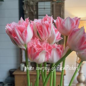 Tulip Fringed Ranomi (double)