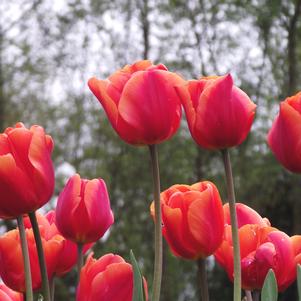 Tulip Single Late Avignon