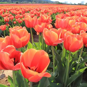 Tulip Triumph Orange Juice