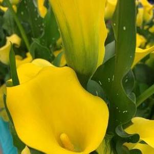 Zantedeschia Monte Carlo/Summer Sun