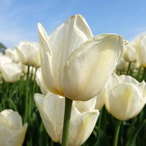 Tulip Darwin Hybrid Ivory Floradale/Hakuun