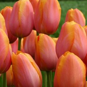 Tulip Single Late Dordogne