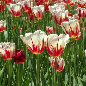 Tulip Single Late Carnaval de Rio