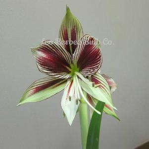 Hippeastrum Holland - Specialty Type Papilio