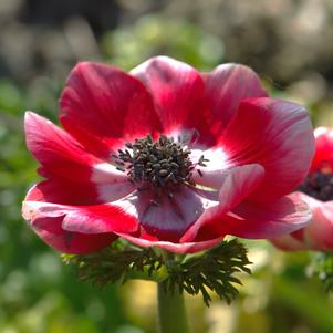 Anemone Jerusalem Red-White