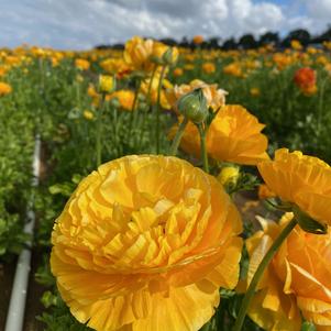 Ranunculus Tecolote Gold