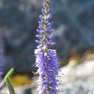 Veronica Sunny Border Blue