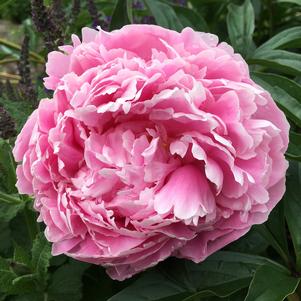 Peony lactiflora Jacorma