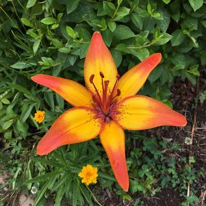 Lilies Longiflorum Asiatic Royal Sunset