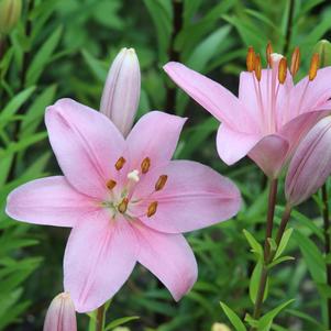 Lilies Longiflorum Asiatic Brindisi