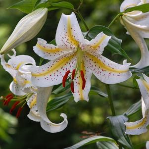 Lilies Oriental Garden Party