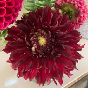 Dahlia Decorative Spartacus