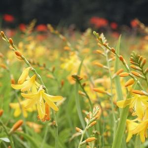 Crocosmia Geo. Davidson