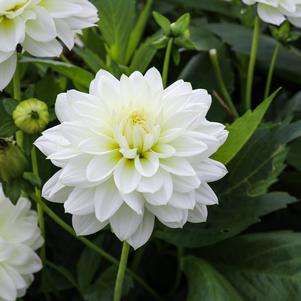 Dahlia Decorative White Onesta