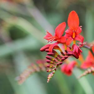 Crocosmia Sharona