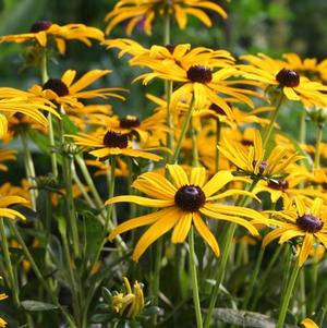 Rudbeckia Hirta 