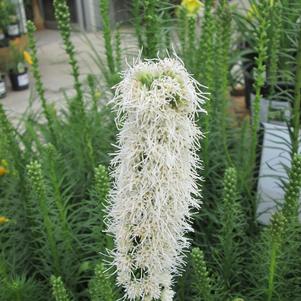 Liatris Spicata Alba