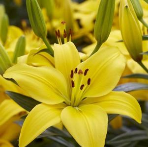 Lilies Asiatic Charlotte's Joy