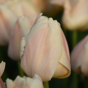 Tulip Darwin Hybrid Apricot Pride