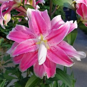 Lilies Double Oriental Lotus Dream