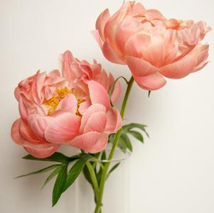 Peony lactiflora Coral Charm