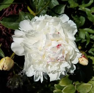 Peony lactiflora Festiva Maxima