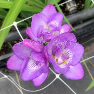 Freesia Double Blue