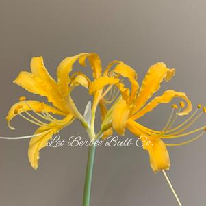 Lycoris Aurea