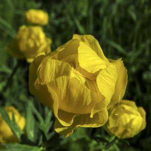 Trollius Lemon Queen