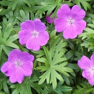 Geranium Sanguineum