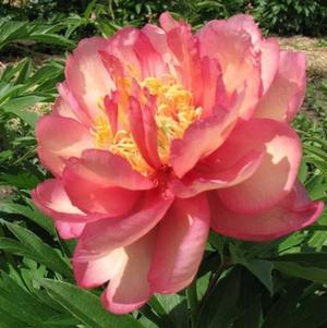 Peony Itoh Julia Rose