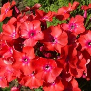 Phlox Paniculata Orange Perfection