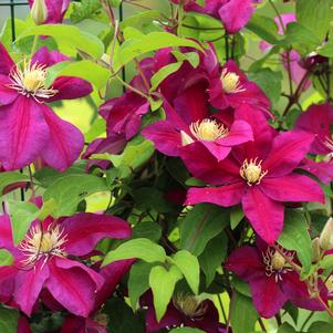 Clematis Ernest Markham