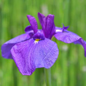 Iris Ensata Loyalty