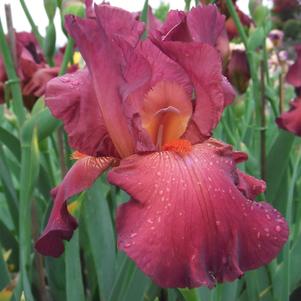 Iris Germanica Red