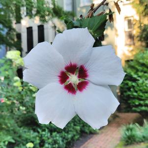 Hardy Hibiscus Luna White