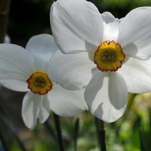 Daffodil Poeticus Recurvus