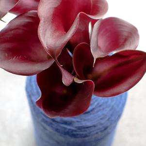 Zantedeschia Santiago/Red Emotion