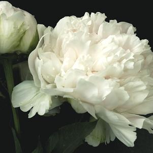 Peony lactiflora Bowl of Cream