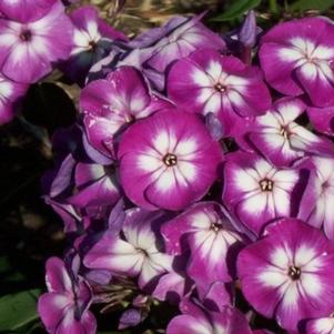 Phlox Paniculata Laura