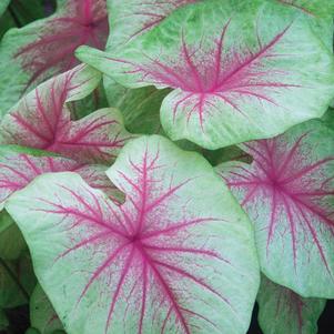 Caladium Variagated Leaf Mint Julep