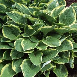 Hosta F Aureo Marginata