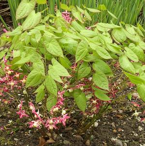 Epimedium Rubrum