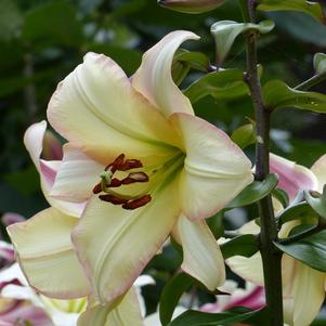 Lilies Oriental Trumpet Rising Moon