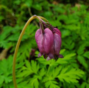 Dicentra Bacchanal