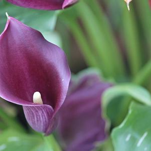 Zantedeschia Accent