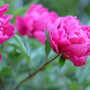 Peony lactiflora Karl Rosenfeld